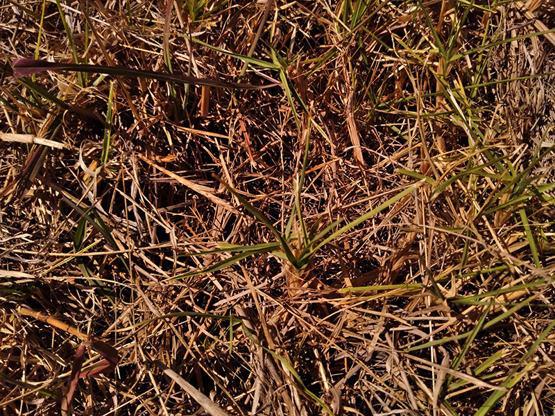 Photograph of Circular Grass Field